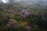 My Gallery (15/173)
